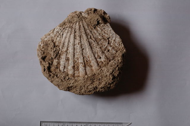 Fosil školjkaša (cijelo područje Kirina obiluje fosilima)
